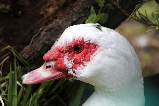 球队的整体 球队的整体