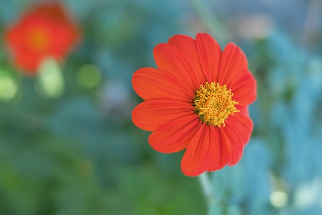 是球队中的 是球队中的