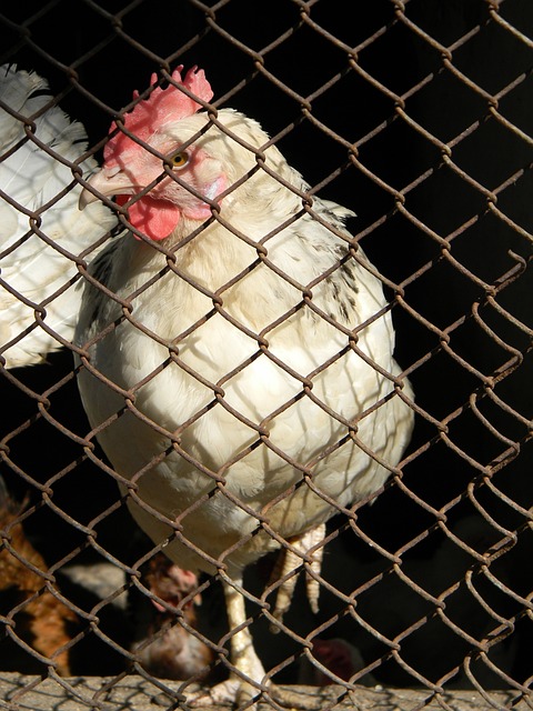 或者是在战 或者是在战